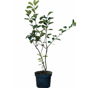 Baumfink Gemeine Felsenbirne als Topfpflanze 40-60cm