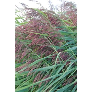 Phragmites Australis Schilfrohr mit purpurfarbenen Blütenständen und grünen Blättern im Topf.