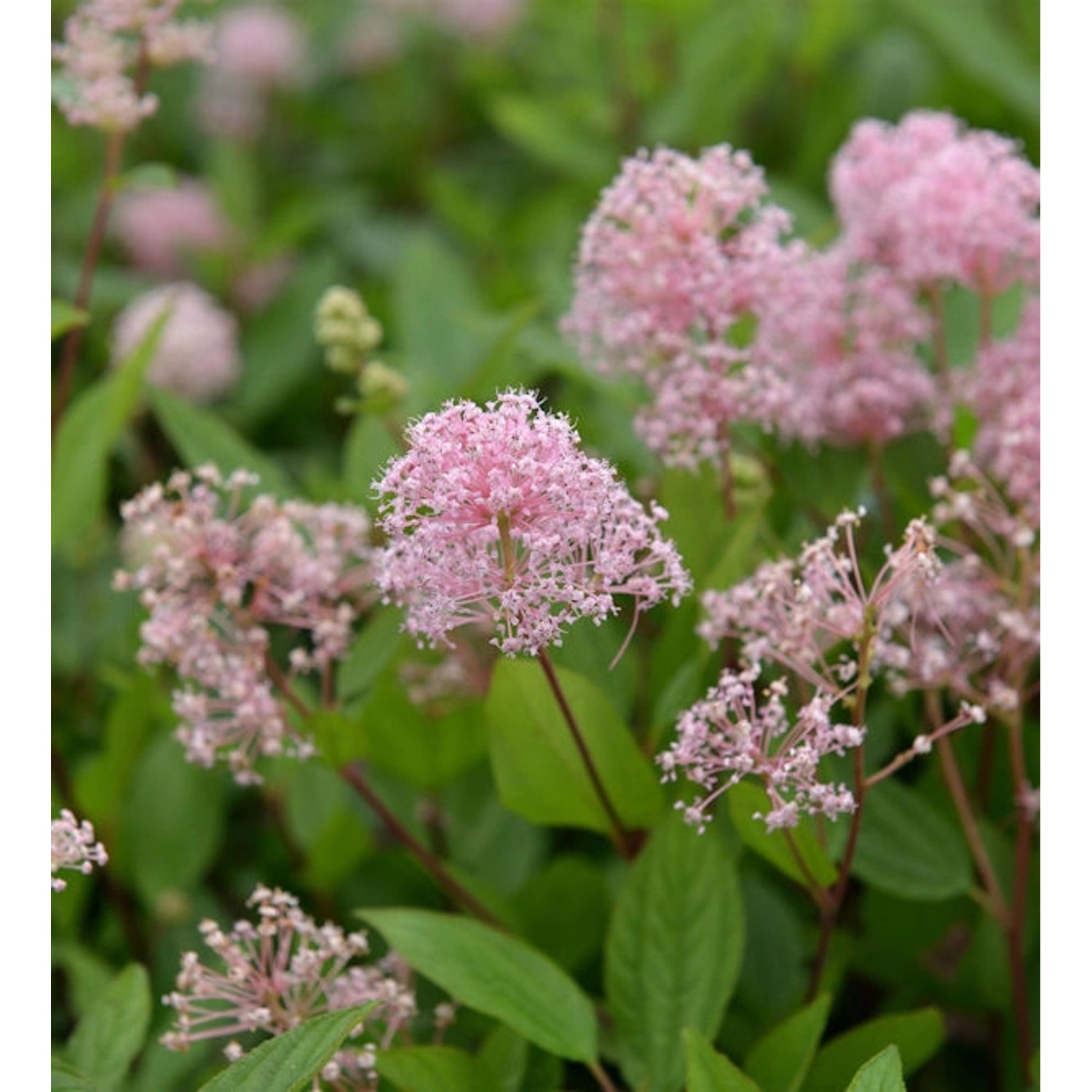 Säckelblume Marie Simon 30-40cm - Ceanothus pallidus günstig online kaufen