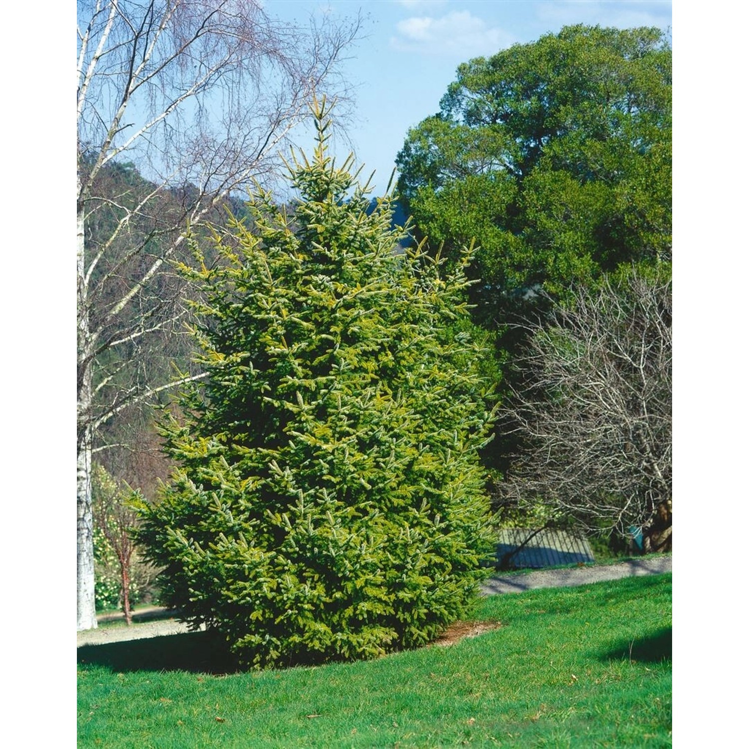 Picea Abies Aurea Gemeine Fichte Goldgelb 60–70 cm günstig online kaufen