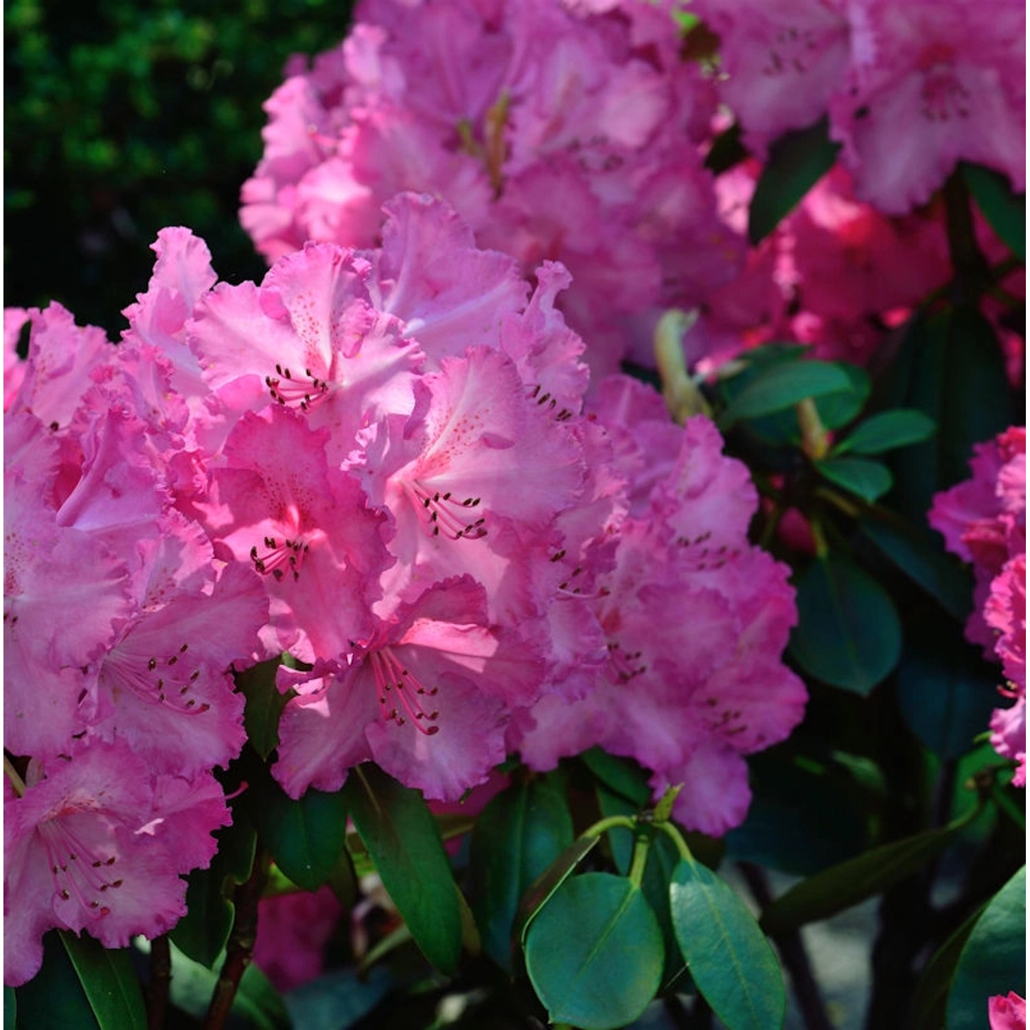 INKARHO - Großblumige Rhododendron Haithabu 30-40cm - Alpenrose günstig online kaufen