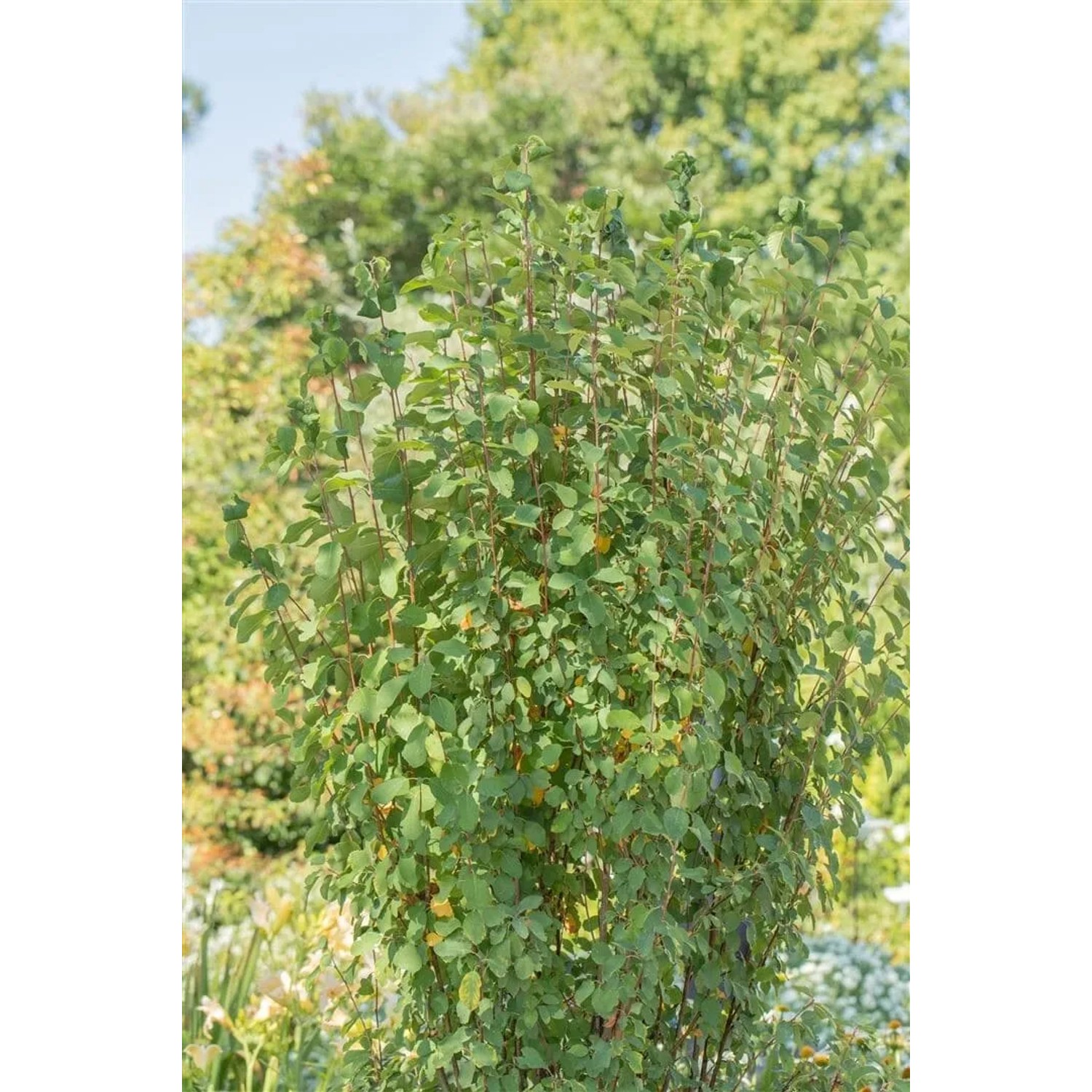 Felsenbirne 'Obelisk', 80-100 cm, mit grünen Blättern im Garten.