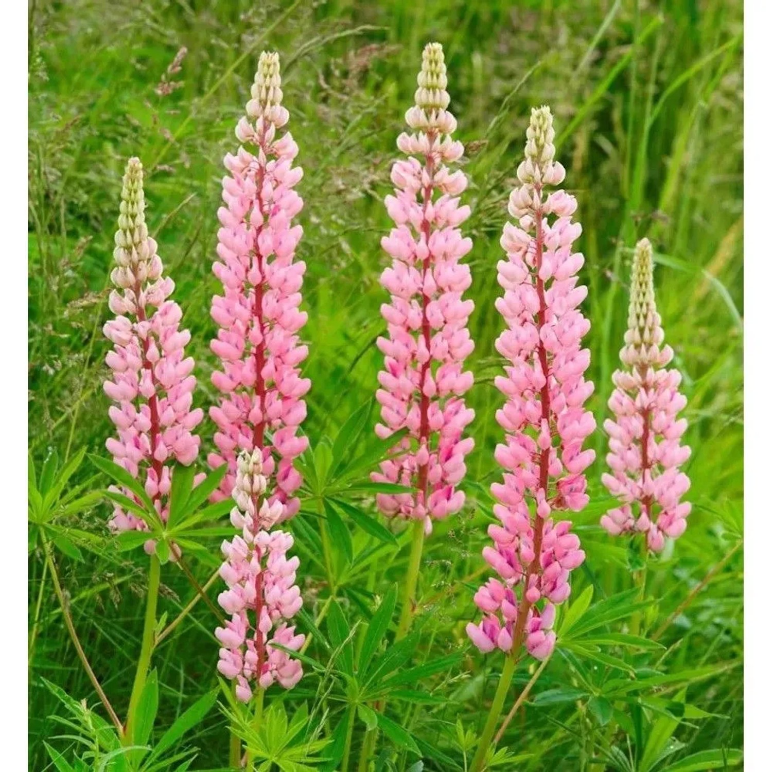 Gartenlupinie Nanus Gallery Rosa - Lupinus polyphyllus