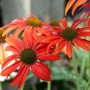 Roter Sonnenhut 'Tomato Soup' im Topf, leuchtend rote Blüten mit dunklem Zentrum.