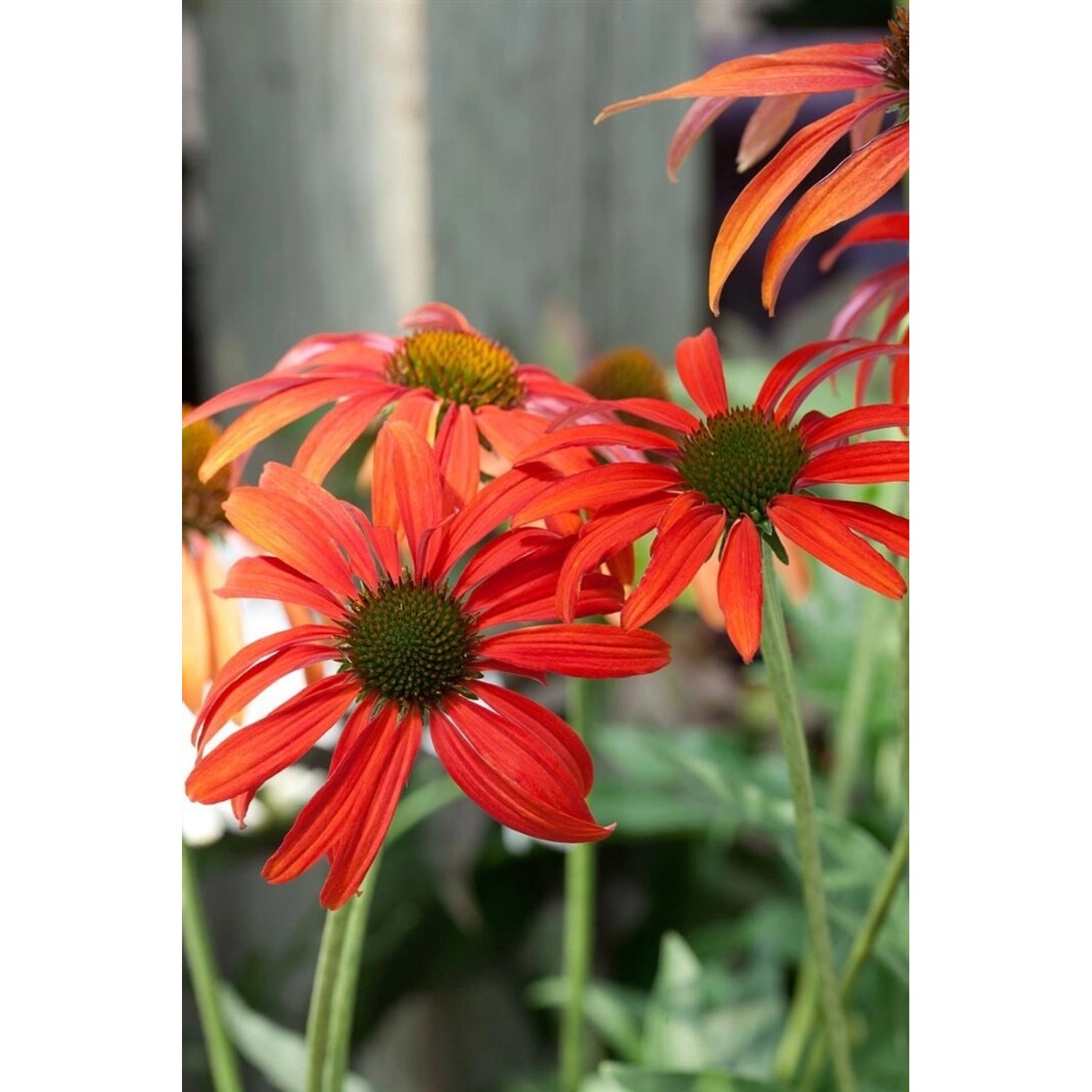 Echinacea Purpurea Tomato Soup R Roter Sonnenhut Ca. 11x11 cm Topf günstig online kaufen