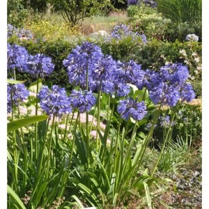 Blühende Liebesblume Schmucklilie Northern Star im Topf, violette Blüten.