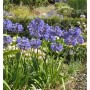 Liebesblume Schmucklilie Northern Star - großer Topf - Agapanthus africanus