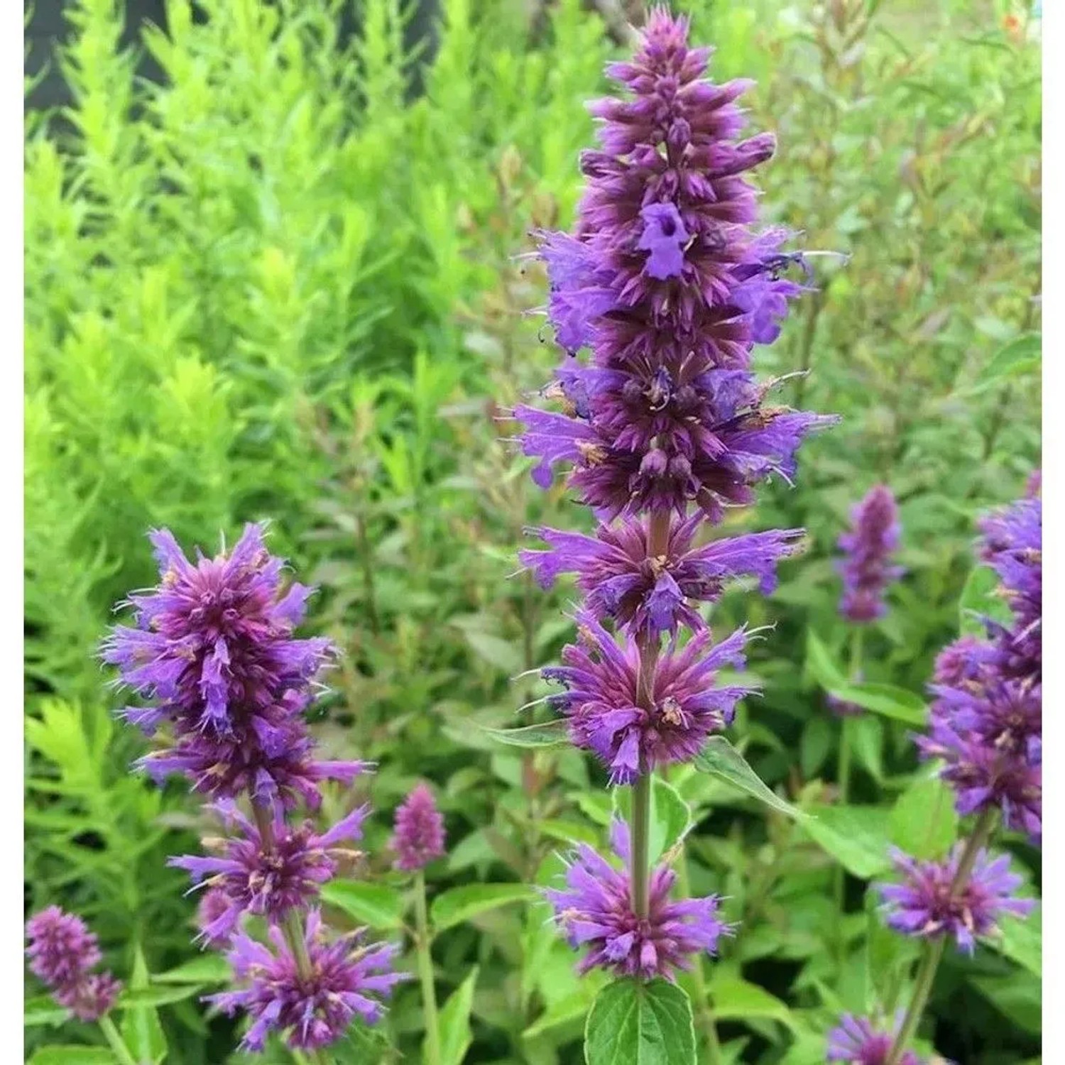Mexikonessel Blue Boa - Agastache rugosa