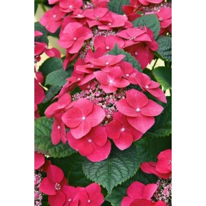 Nahaufnahme der roten Bauernhortensie 'Kardinal' (Hydrangea macrophylla) mit grünen Blättern.