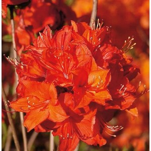 Leuchtend rote Azalee 'Parkfeuer' (Rhododendron luteum) Blütenstand, Nahaufnahme.