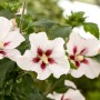 Nahaufnahme: Gartenhibiskus Hibiscus Syriacus mit weißen Blüten und rotem Zentrum.