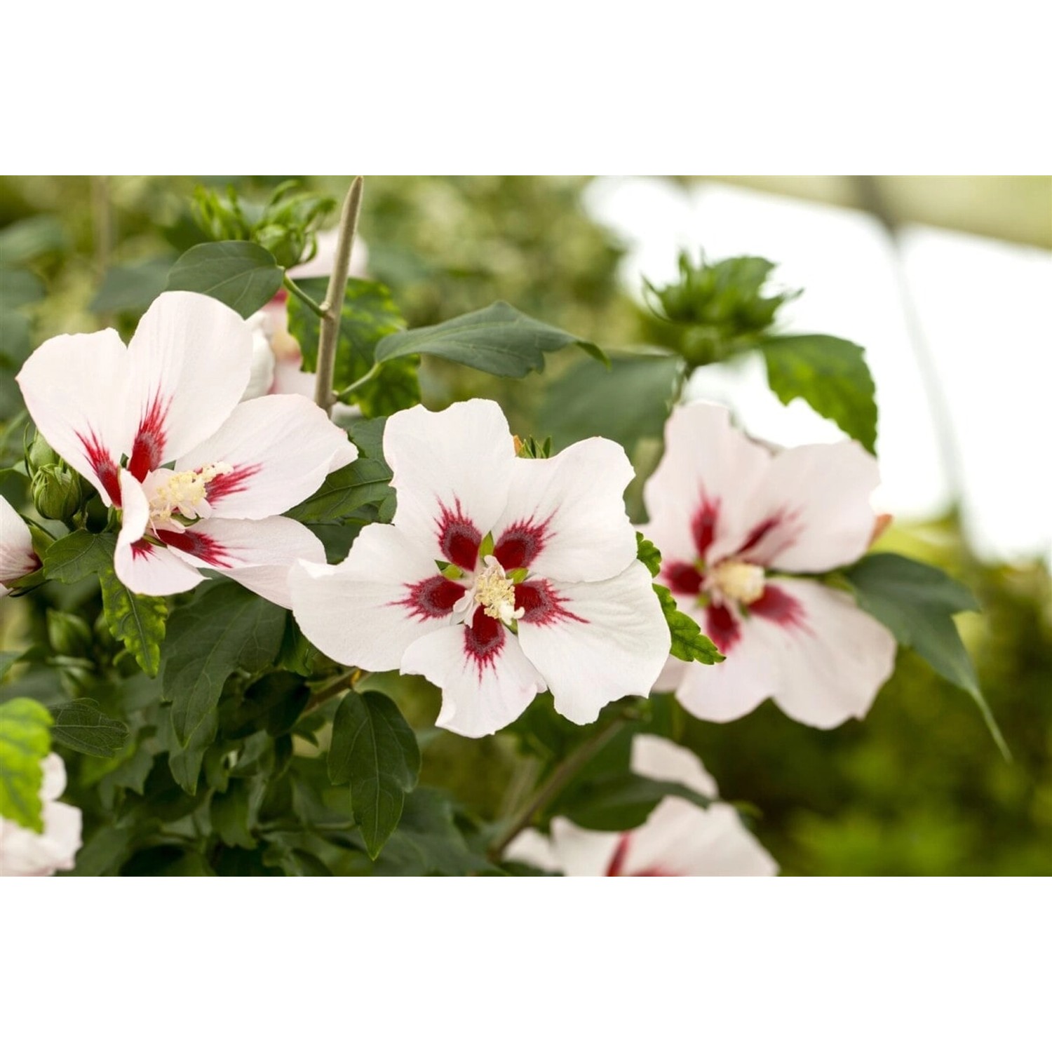 Hibiscus Syriacus Gartenhibiskus 40-60 cm günstig online kaufen