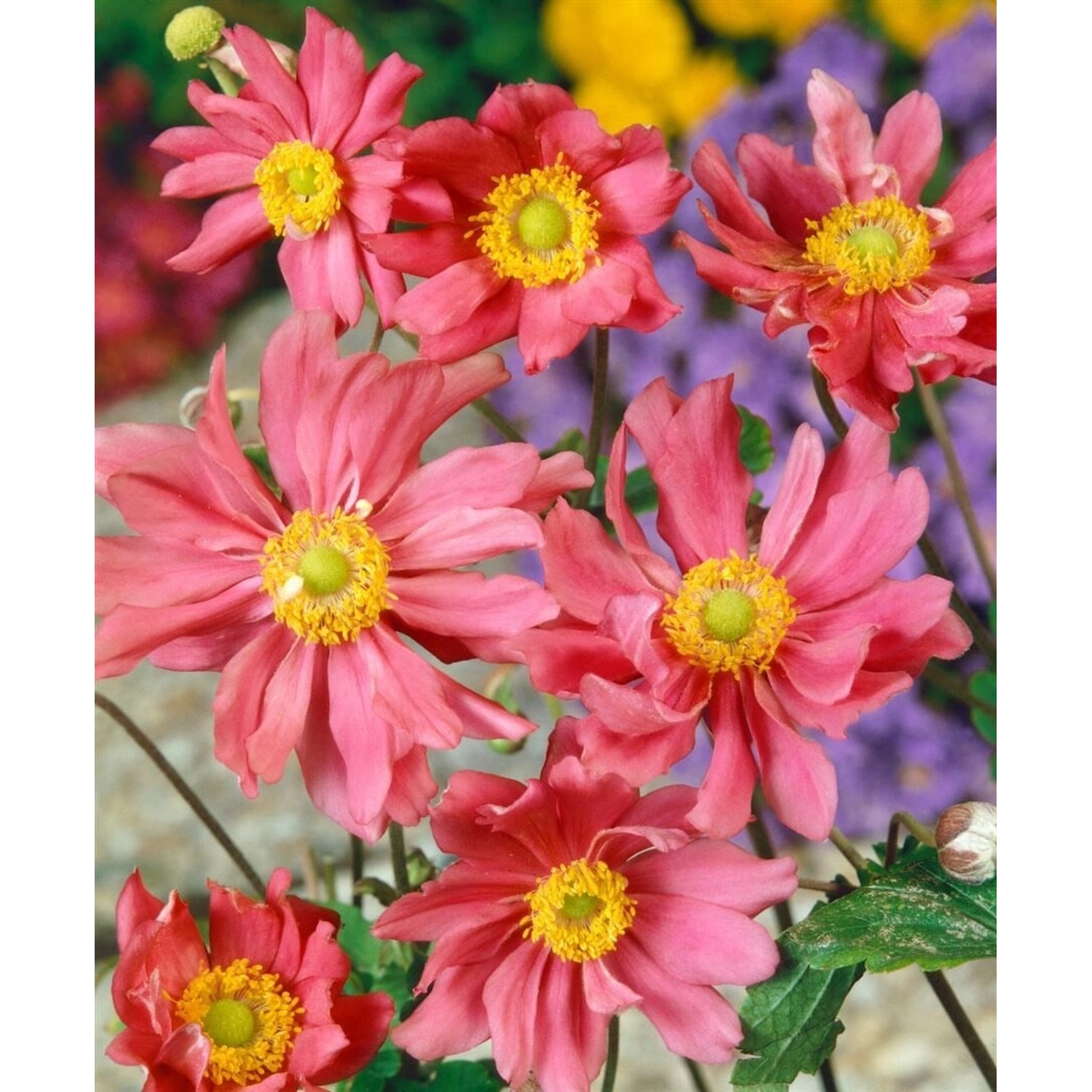 Anemone Multifida Rubra Berganemone Ca. 9x9 cm Topf günstig online kaufen