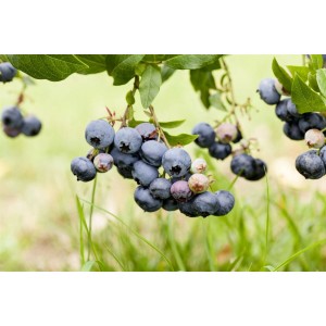 Heidelbeere 'Duke' mit reifen, blauen Beeren an einem Strauch im Garten.