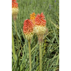 Fackellilie Kniphofia mit orange-roten Blüten im Topf, Detailaufnahme der Blüte.