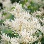 Aconogonon Speciosum 'Johanniswolke' Staude mit weißen Blüten im Topf.