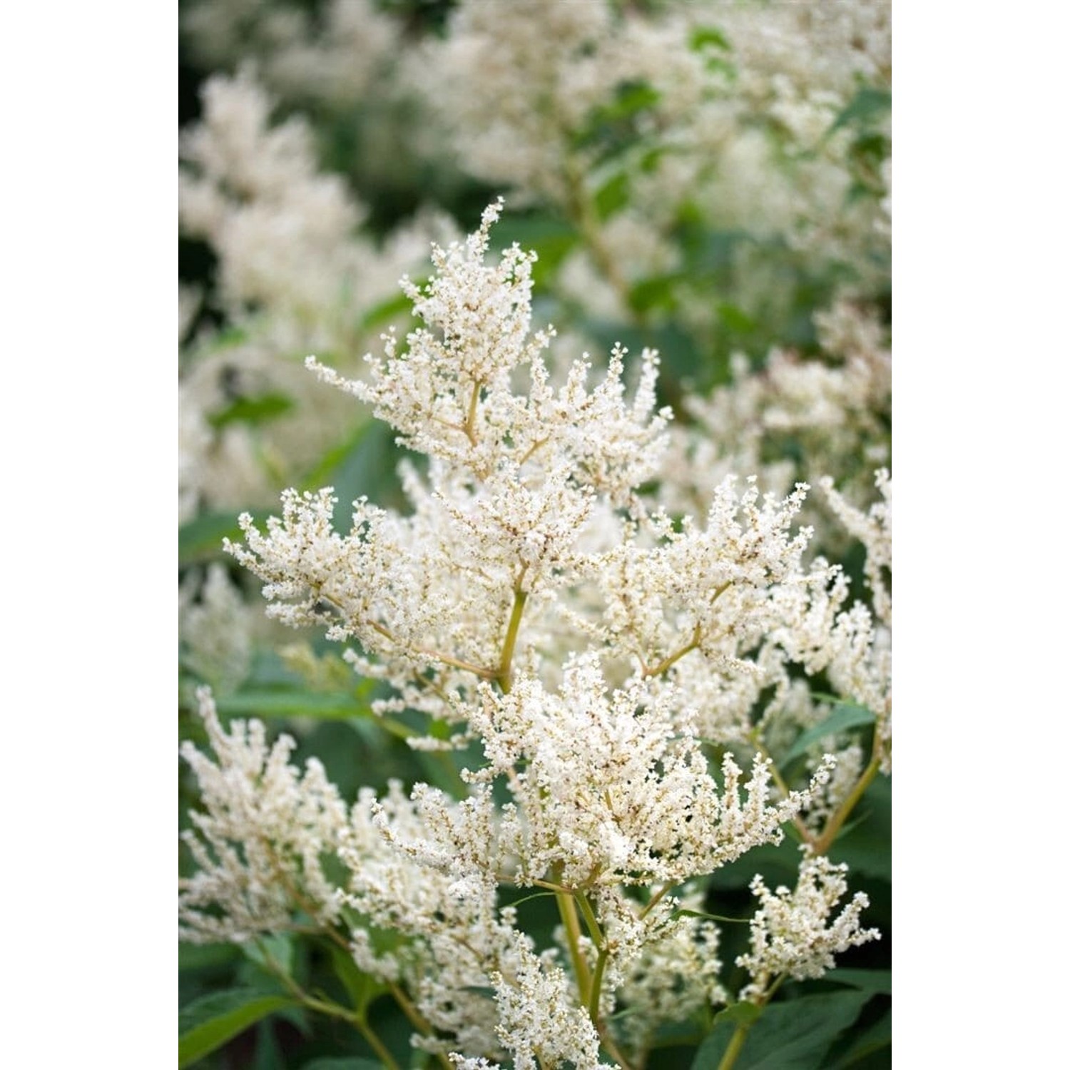 Aconogonon Speciosum Johanniswolke Ca. 11x11 cm Topf günstig online kaufen