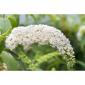 Nahaufnahme des weißen Schmetterlingsstrauchs 'White Bouquet', einer blühenden Zimmerpflanze.