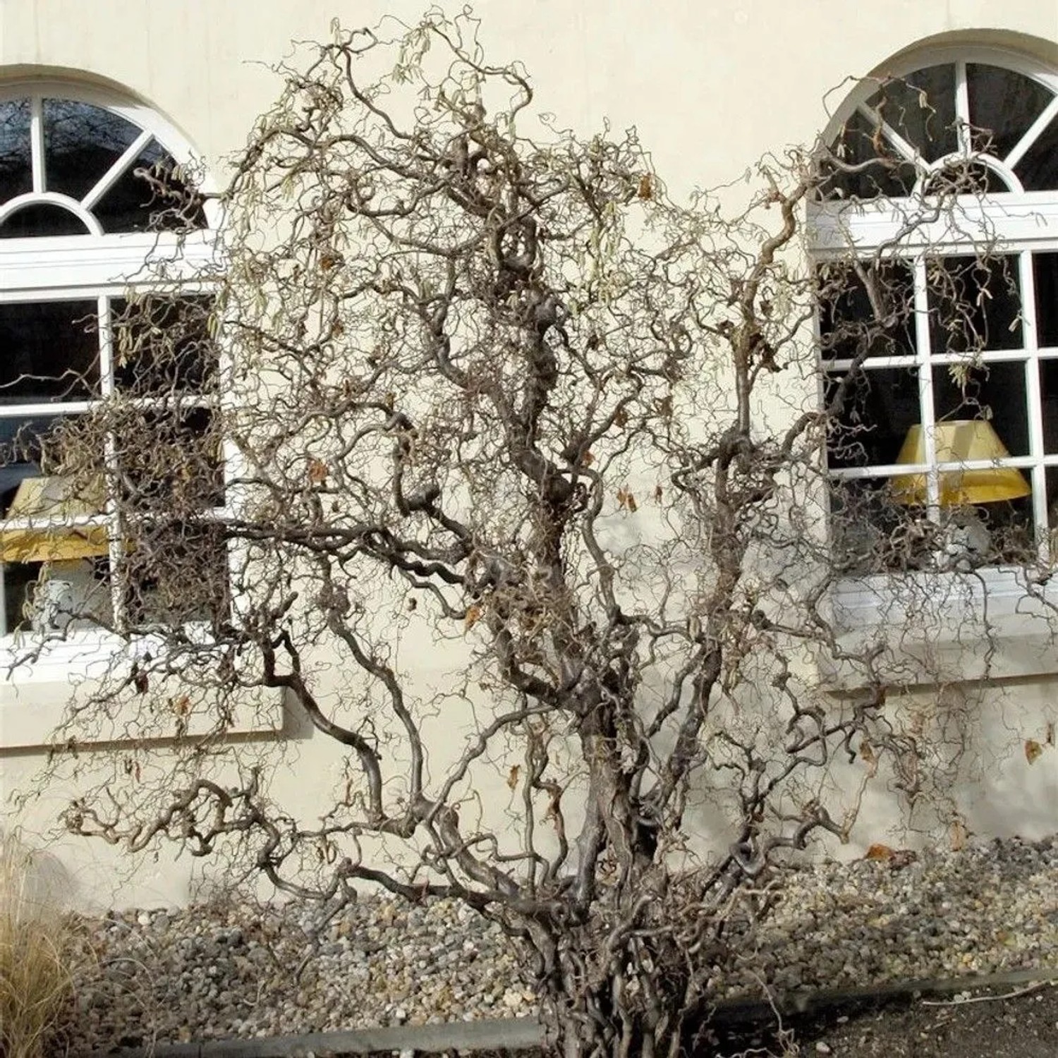 Korkenzieher Hasel 80-100cm - Corylus avellana