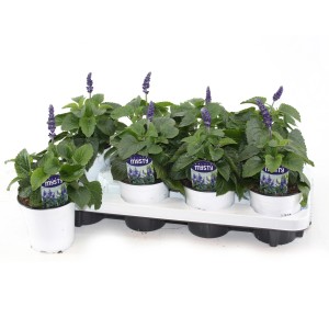 GROW by OBI Mehlsalbei Mystic Spires im Topf, lila Blüten.