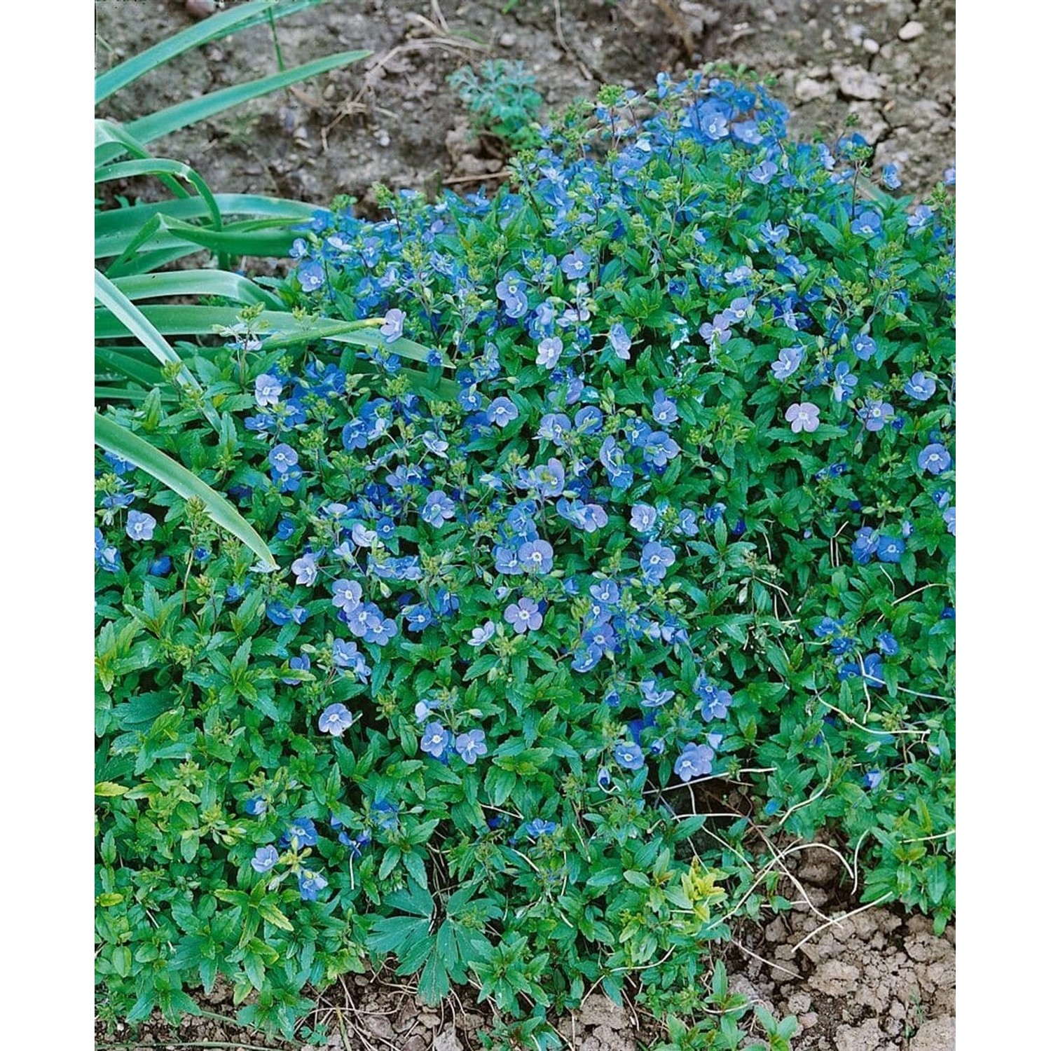 Veronica Umbrosa Georgia Blue Ehrenpreis Blau Ca. 9x9 cm Topf günstig online kaufen