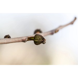Nahaufnahme: Trieb der Indianerbanane mit Knospen. Exotischer Hausbaum.