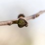 Nahaufnahme: Trieb der Indianerbanane mit Knospen. Exotischer Hausbaum.