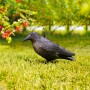 Windhager Vogelabwehr Crow: Krähen-Attrappe aus Kunststoff auf Rasen, zur Vogel- und Taubenabwehr.