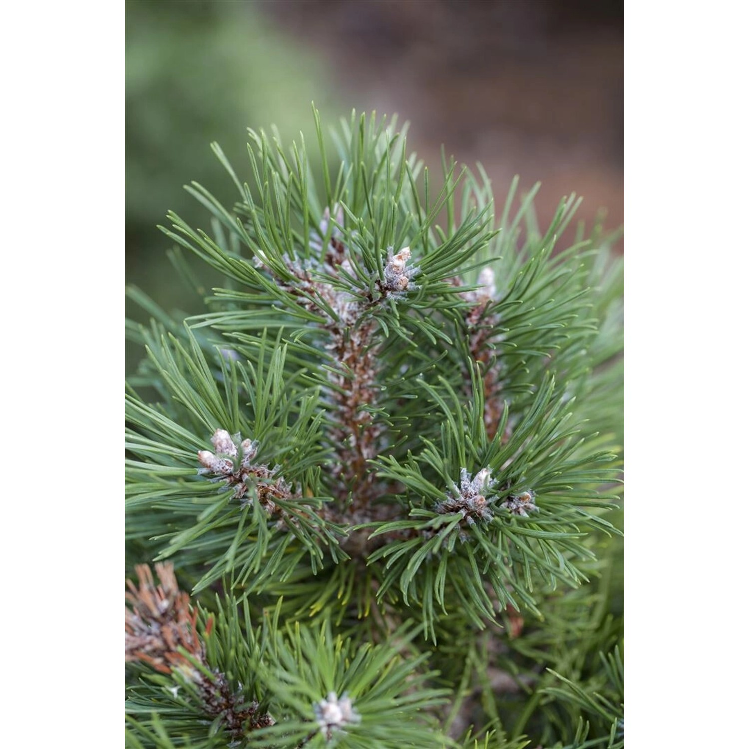 Pinus Uncinata Grüne Welle Berg-Kiefer Immergrün 25–30 cm günstig online kaufen