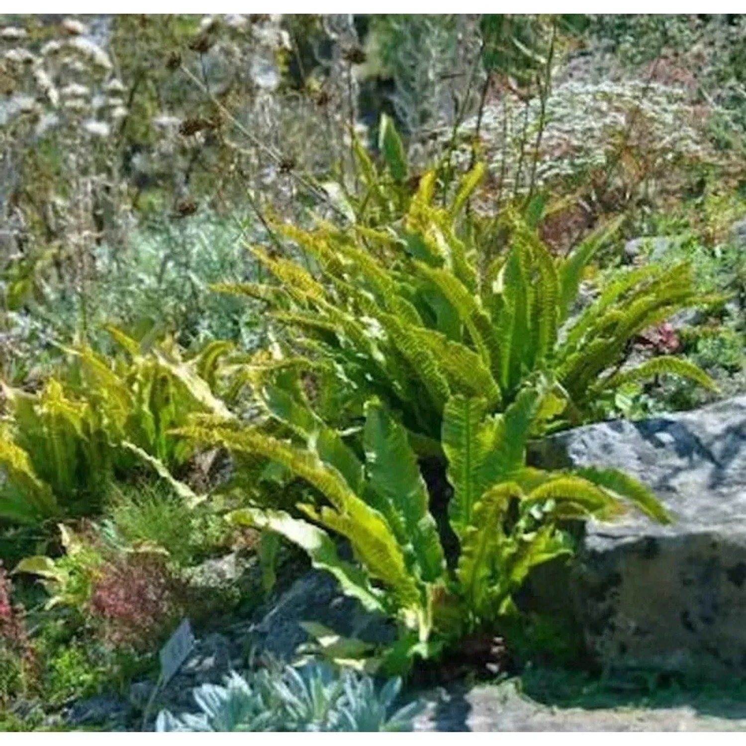 Hirschzungenfarn Cristatum - Asplenium scolopendrium