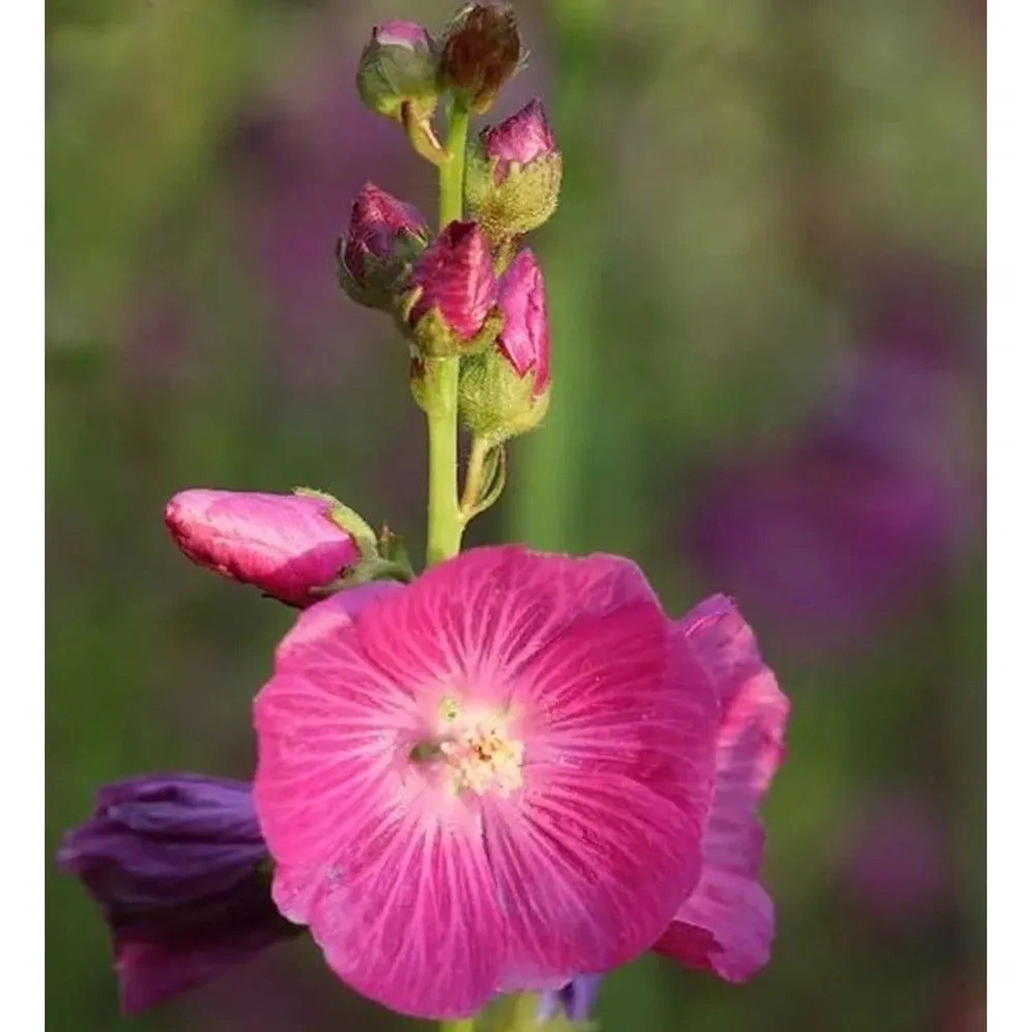 Prärie Malve Starks Hybrids - Sidalcea oregana