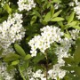 Detailaufnahme der Aschgrauen Spiere 'Grefsheim' mit üppigen, weißen Blüten und grünen Blättern.