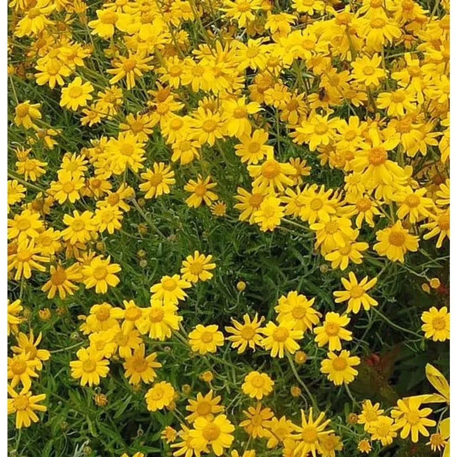 Wüste Goldaster - Eriophyllum,anatum