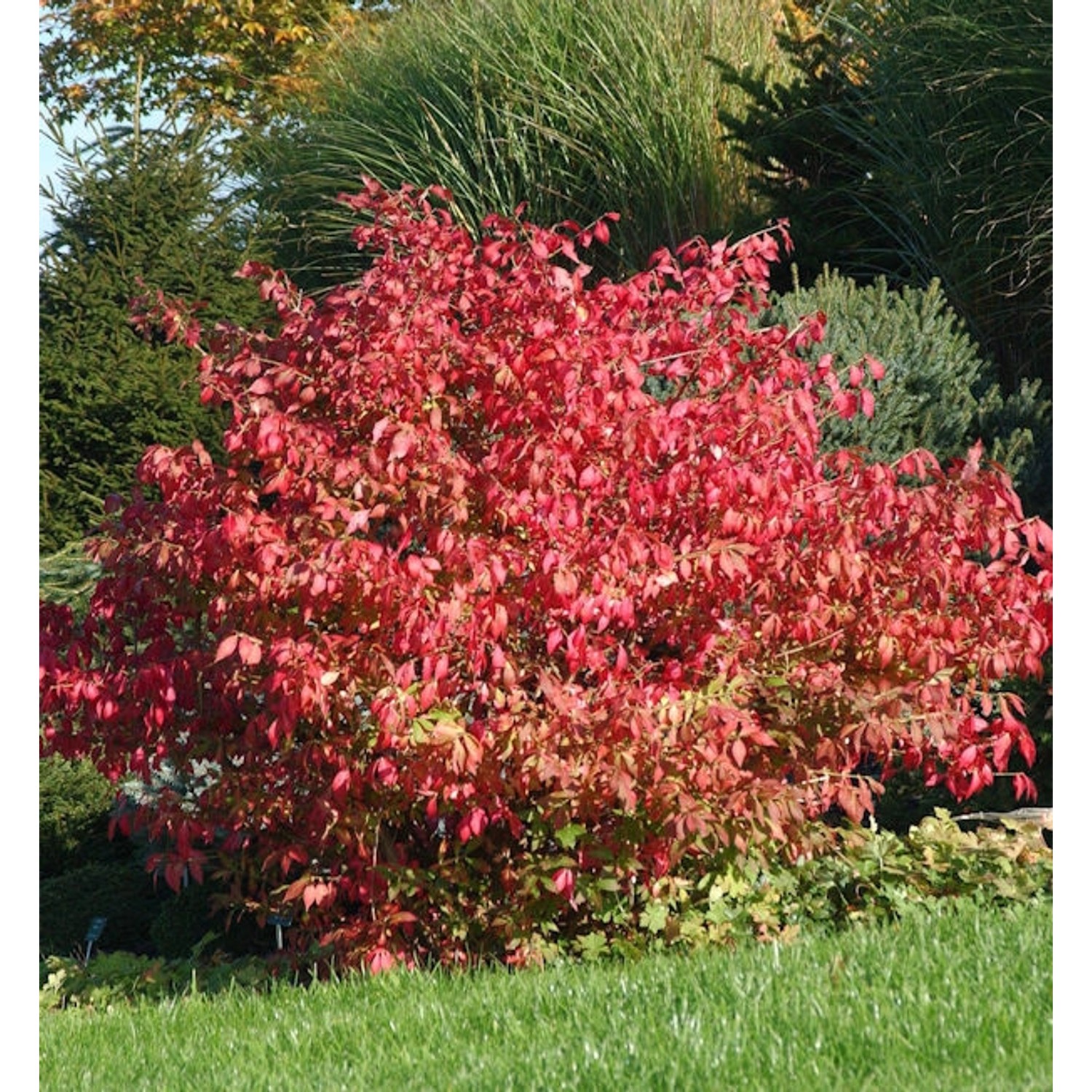 Flügel Spindelstrauch Korkflügelstrauch 60-80cm - Euonymus alatus günstig online kaufen