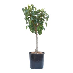 GROW by OBI Zwerg-Birnbaum 'Garden Pearl' im Topf, ca. 60 cm hoch.