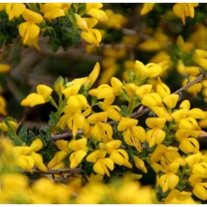 Englischer Ginster (Genista anglica) mit leuchtend gelben Blüten.