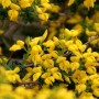 Englischer Ginster (Genista anglica) mit leuchtend gelben Blüten.