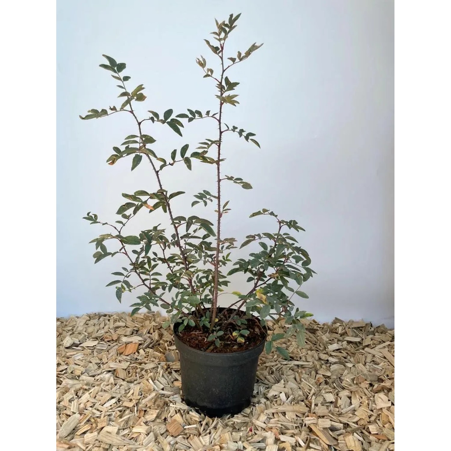 Baumfink Blaue Hechtrose im Topf, ca. 40-60 cm hoch. Laub blau-grau, ideal für naturnahe Gärten.