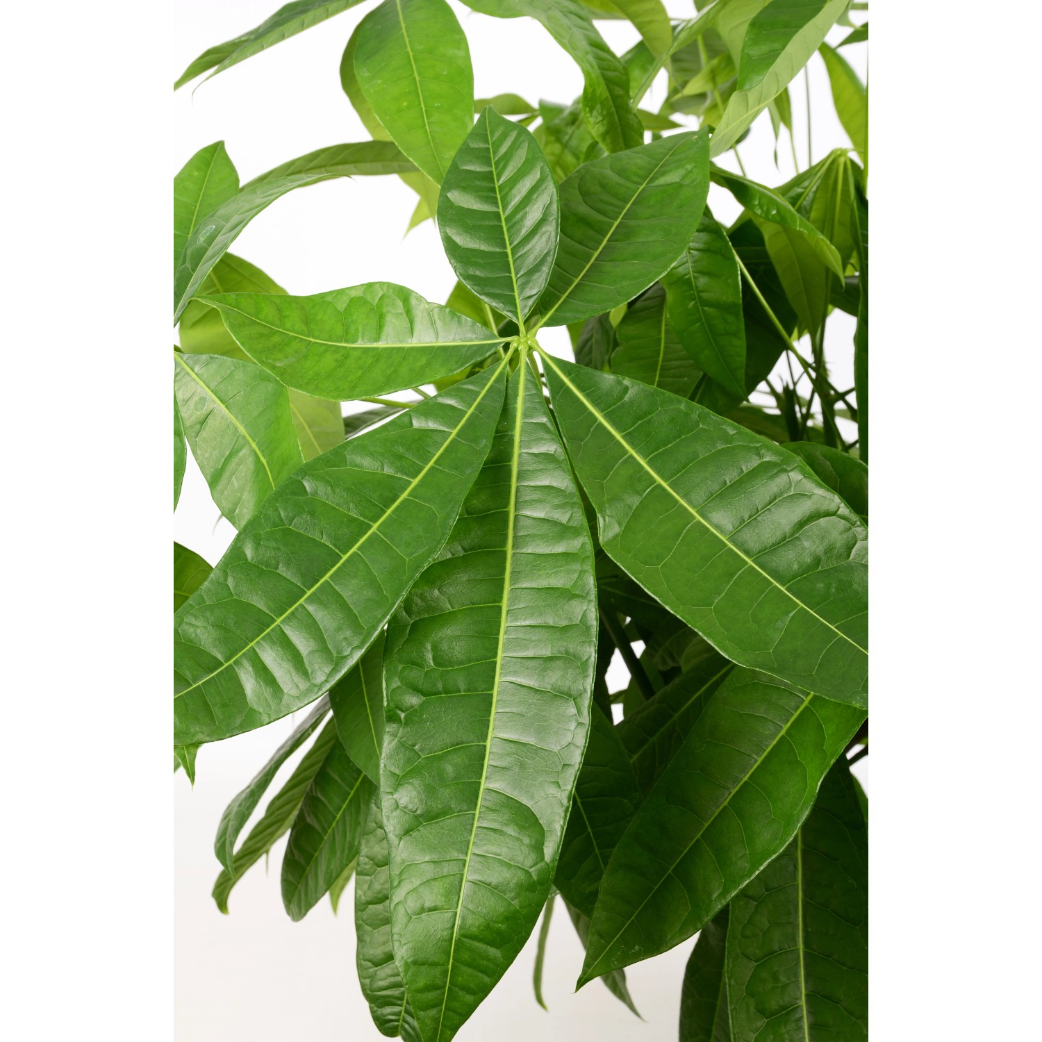 Detailaufnahme Rasierpinselbaum (Pachira Aquatica) mit grünen Blättern im Topf.