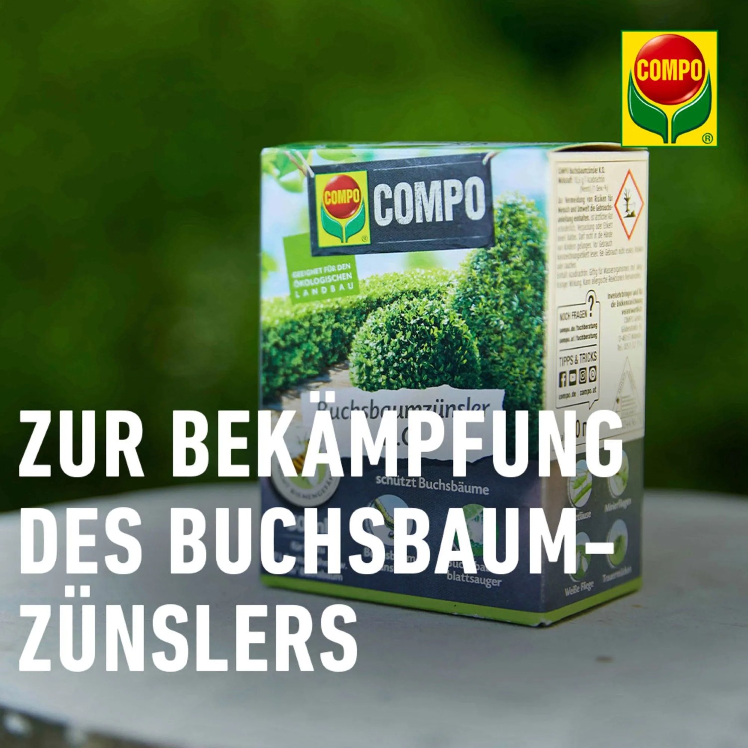 Compo Buchsbaumzünsler K.O. 50ml Packung zur Bekämpfung von Buchsbaumzünslern und saugenden Insekten.