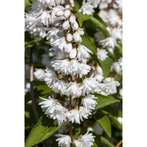 Detailaufnahme des blühenden Maiblumenstrauchs Deutzia Scabra Plena Magnifica mit weißen Blüten.