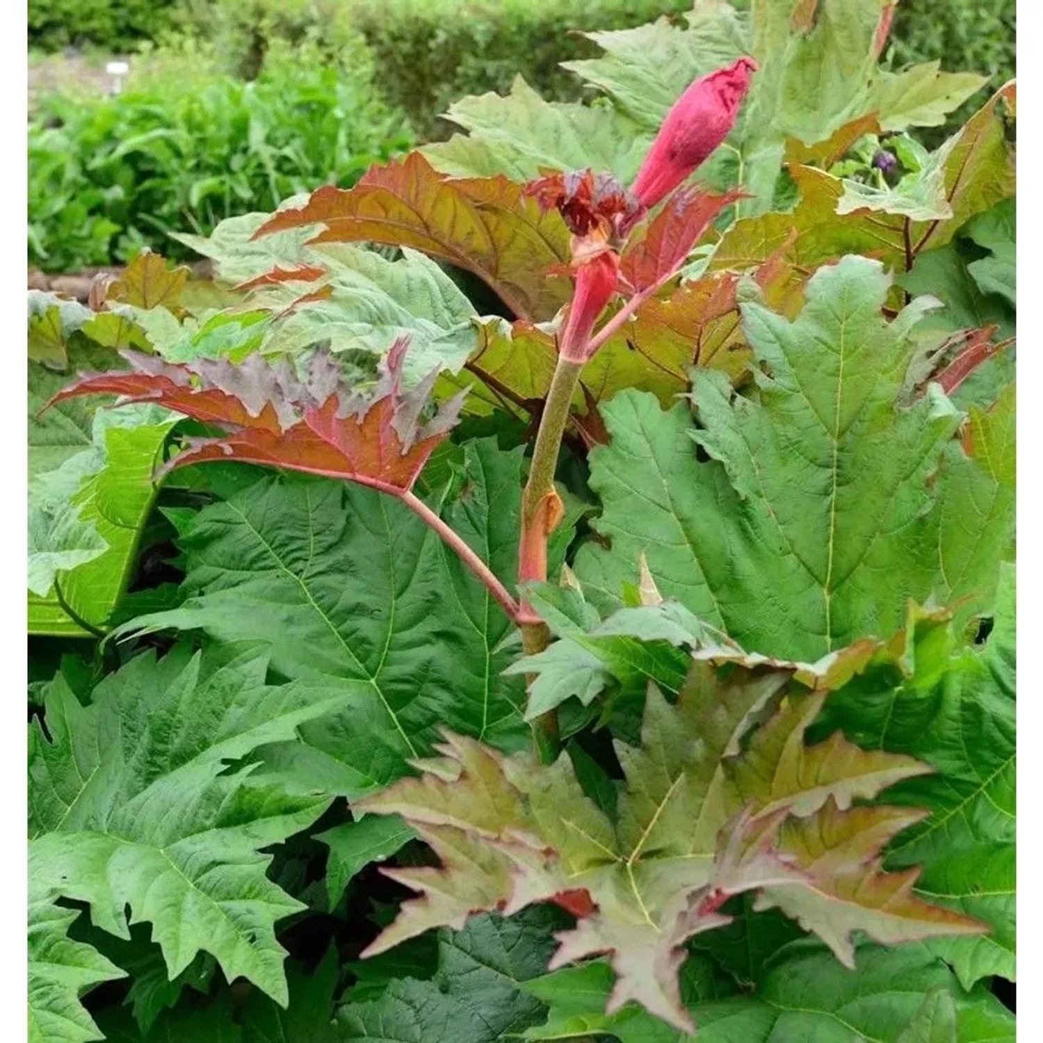 Rhabarber Canada Red - Rheum rhabarbarum