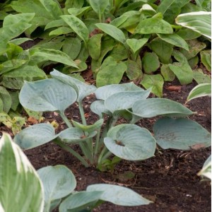 Grünblattfunkie Big Mama (Hosta sieboldiana) im Gartenbeet mit großen, blaugrünen Blättern.
