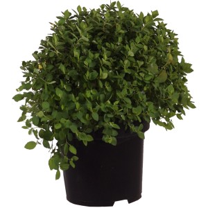 Spierstrauch Little Princess im Topf, grüne Blätter. Kompakter Zierstrauch für Garten und Beet.