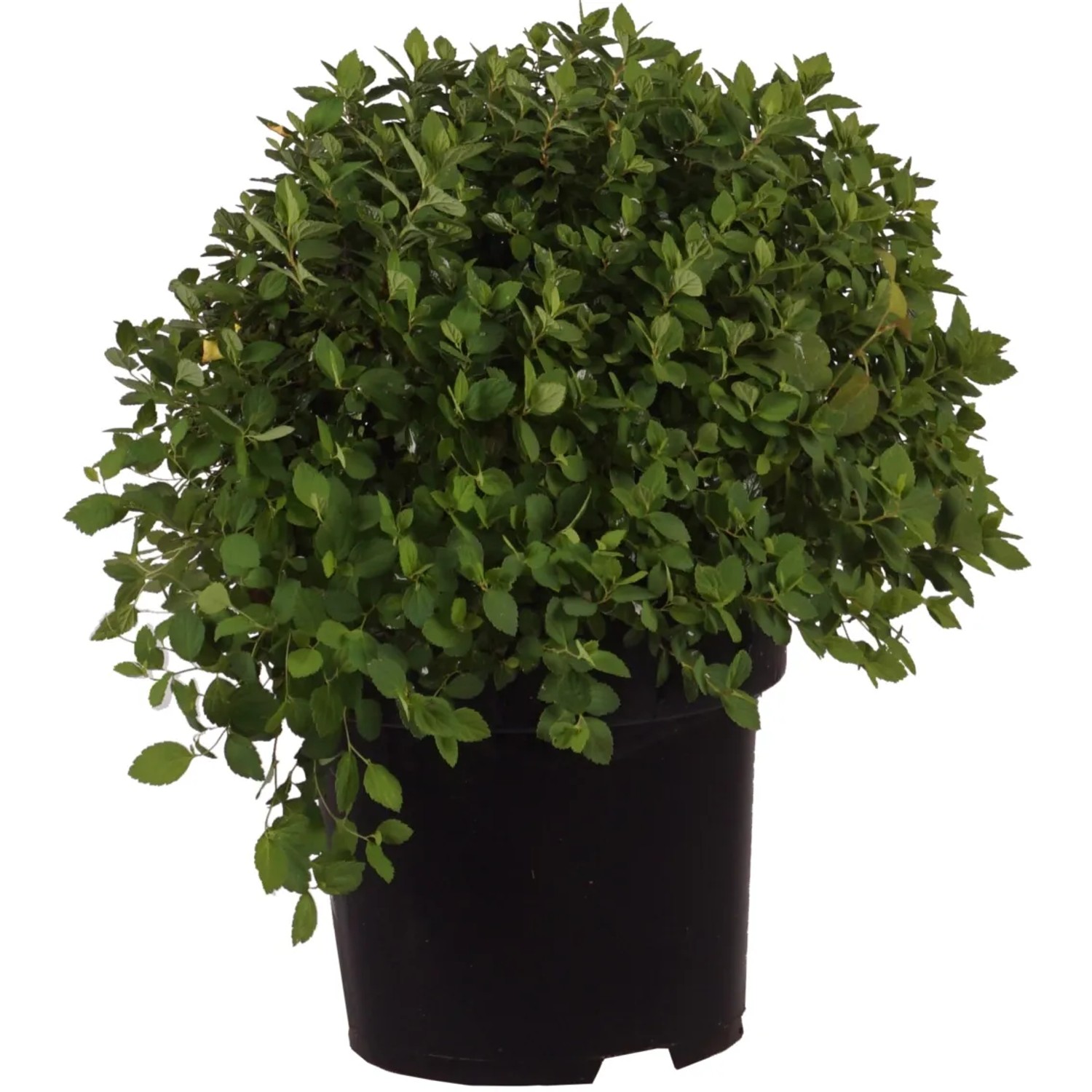 GROW by OBI Spierstrauch Little Princess H ca. 30-40cm Topf 2,8l Spiraea jap.