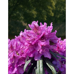 Nahaufnahme der violetten Alpenrose Graziella (Rhododendron) im Topf.