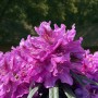 Nahaufnahme der violetten Alpenrose Graziella (Rhododendron) im Topf.