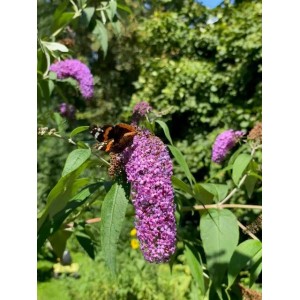 Schmetterling auf pink-lila Baumfink Schmetterlingsflieder Buzz im Garten.