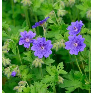 Blühender Pracht-Storchschnabel Rosemoor (Geranium magnificum) mit violetten Blüten und grünen Blättern.