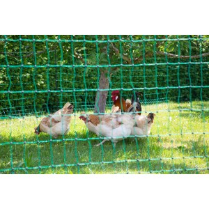 Grünes PoultryNet Geflügelnetz (50 m) mit Hühnern im Garten.